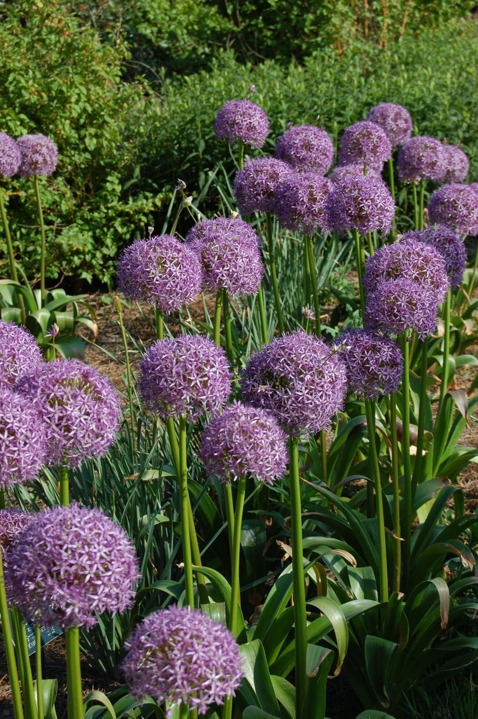 The large ornamental onions (Allium 'Globemaster' and related varieties) are critter resistant bulbs for late spring and early summer.