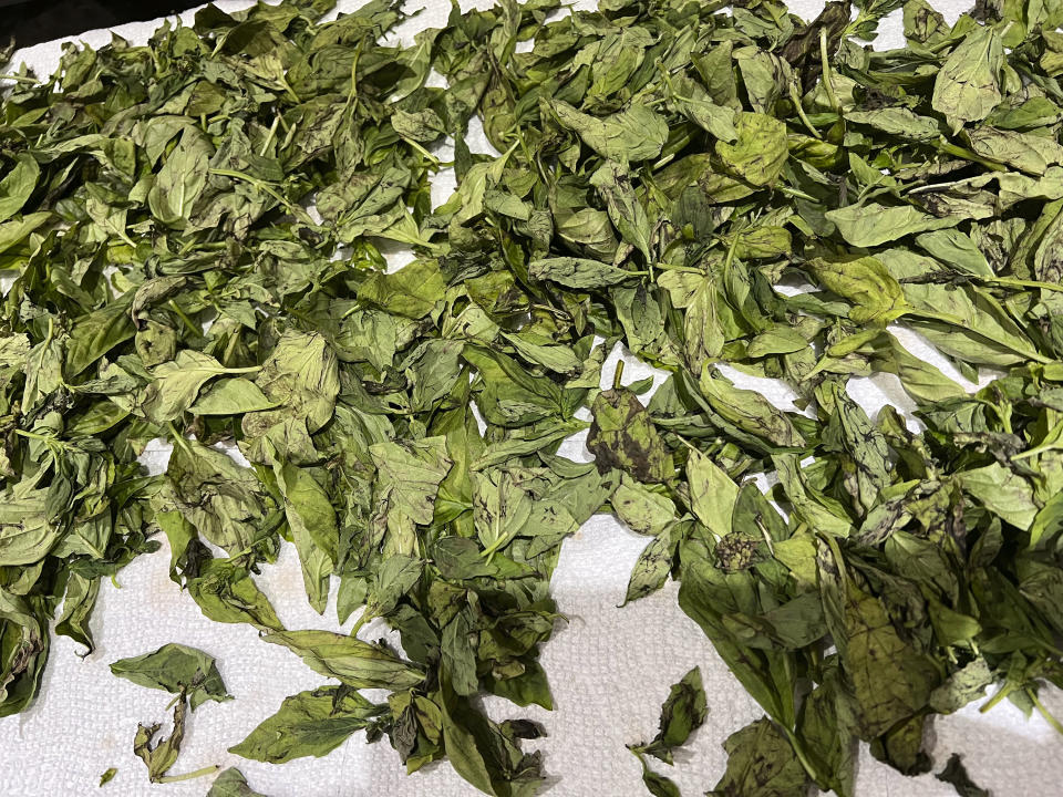 This 2023 image provided by Jessica Damiano shows basil leaves set out to dry in a single layer atop paper towels on Long Island, New York. (Jessica Damiano via AP)