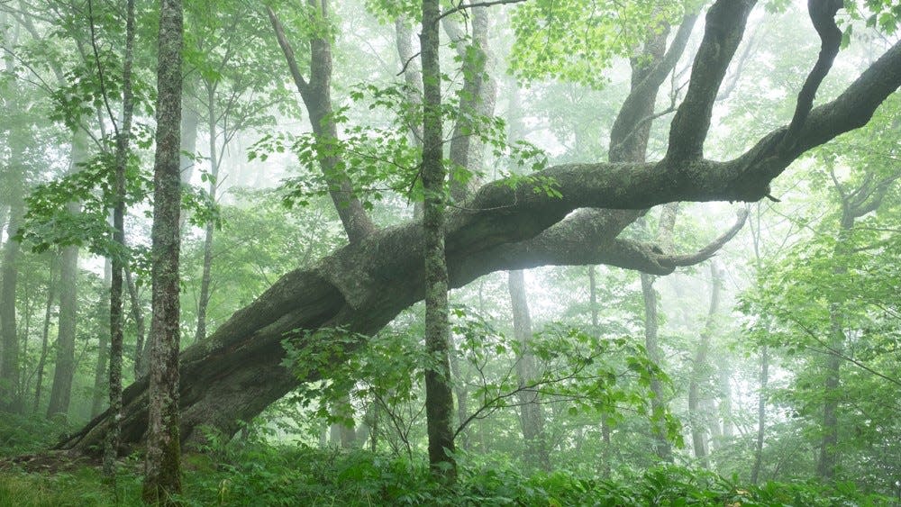 Old growth forests, such as this area in the Craggy area of Pisgah National Forest, also known locally as the Big Ivy area, are parts of the forests that need special protection in the Nantahala and Pisgah National Forest plan, according to some conservation groups.