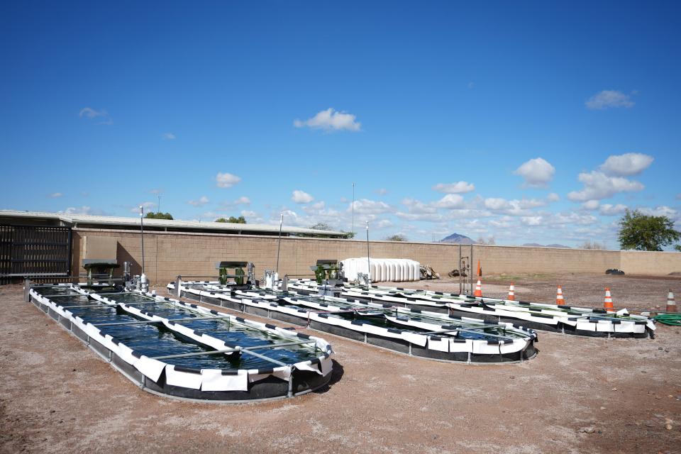 Scientists at ASU are partnering with the city of Mesa to cultivate algae using wastewater in a three-year project funded by the Department of Energy.