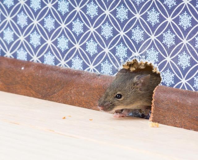 Rat Mouse Trap Catching Big Mice Rodent Control Snap Pest Stop Original New