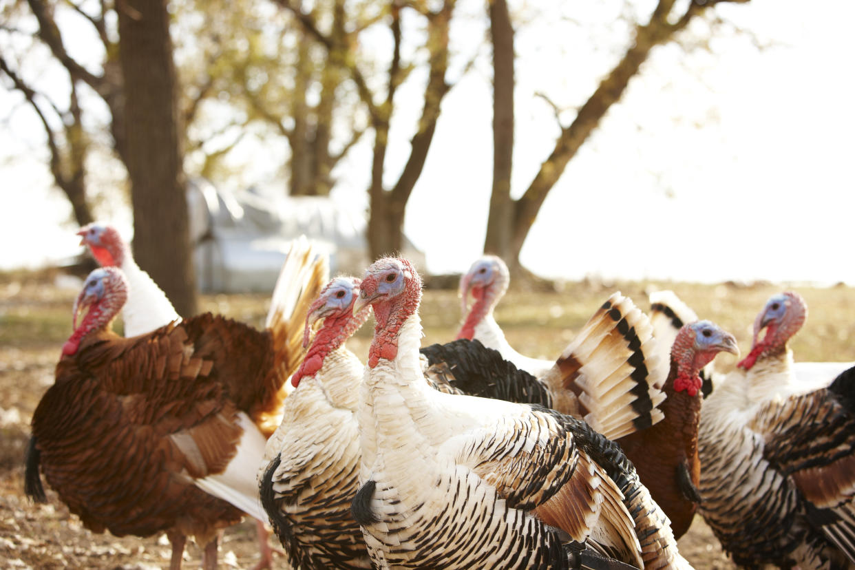 An Arkansas event involving live turkeys being dropped from planes has long been criticized&nbsp;by animal lovers. (Photo: Laurie and Charles via Getty Images)