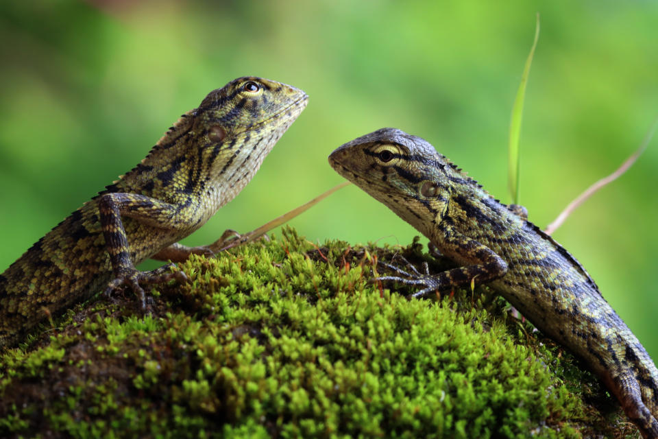 Two lizards looking at each other