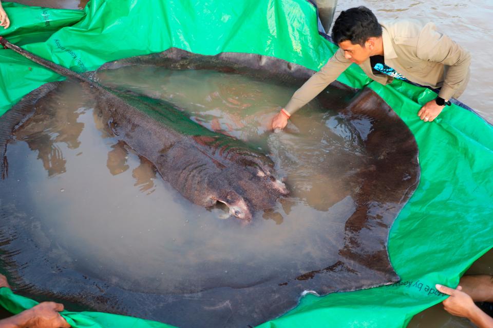 A man touches a giant freshwater stingray before being released back into the Mekong River in the northeastern province of Stung Treng, Cambodia.