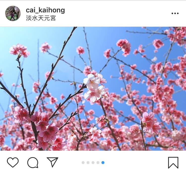 「無極天元宮」是近年來淡水的賞櫻勝地。   圖：翻攝自instagram cai_kaihong／開放權限