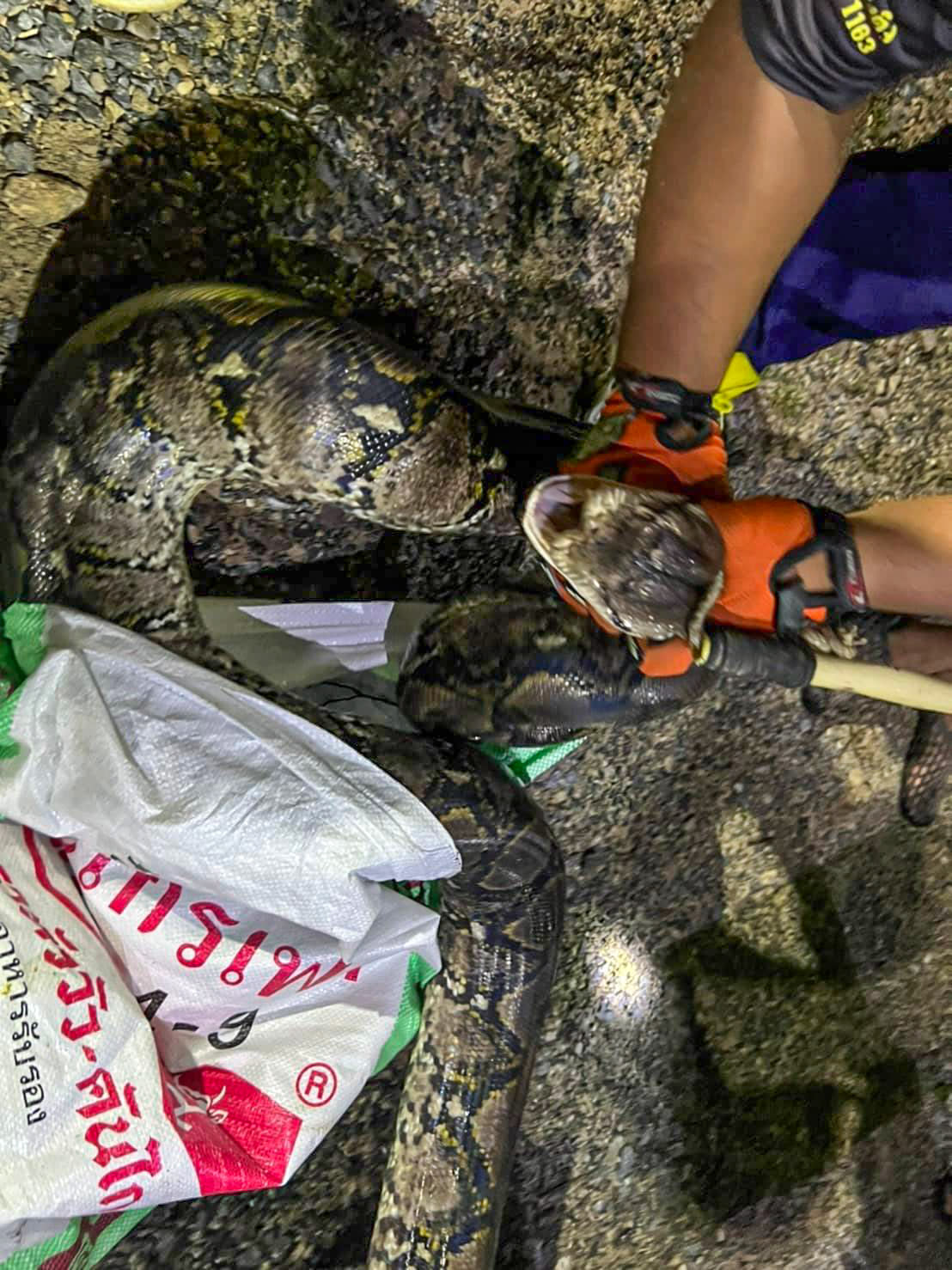 A rescuer holds the python by its neck. 