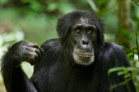 DisneyNature's "Chimpanzee" - 2012