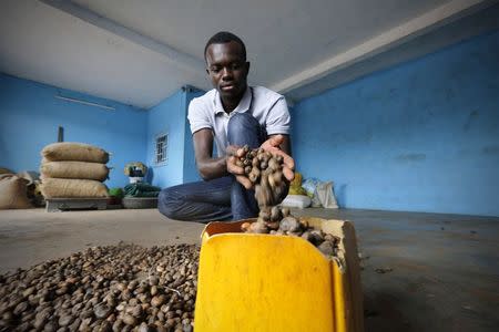A man collects cashew seeds at a warehous Bondoukou June 20, 2014. Picture taken June 20, 2014. To match Insight IVORYCOAST-CASHEW/ REUTERS/Thierry Gouegnon (IVORY COAST - Tags: AGRICULTURE BUSINESS)