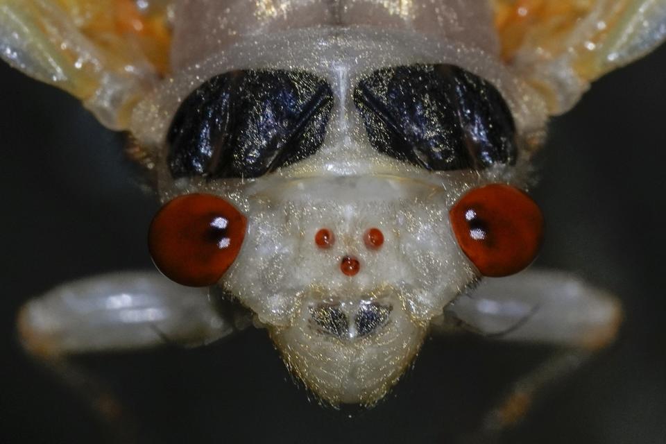 An adult periodical cicada, in the process of shedding its nymphal skin, is visible on Saturday, May 11, 2024, in Cincinnati. There are two large compound eyes, which are used to visually perceive the world around them, and three small, jewel-like, simple eyes called ocelli at center. (AP Photo/Carolyn Kaster)