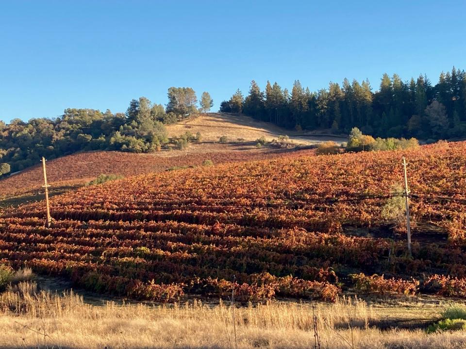 Fall foliage in the vineyards of the Shenandoah Valley.