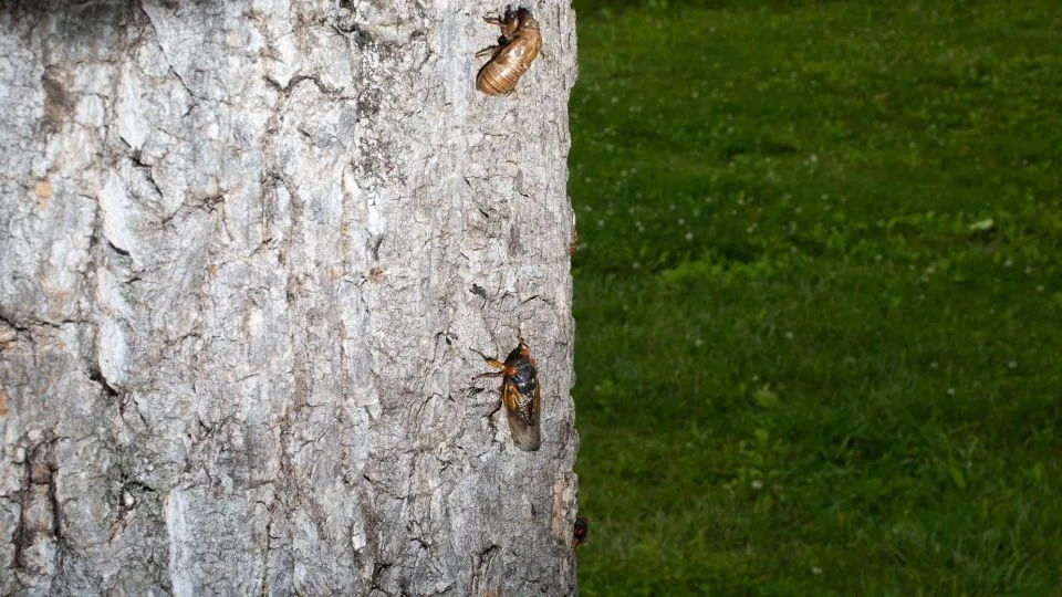 Brood X cicadas appear in Indianapolis in 2021. Billions of cicadas are expected this spring as two different broods — Broods XIX and XIII — emerge simultaneously. - Jason Bergman/Sipa USA