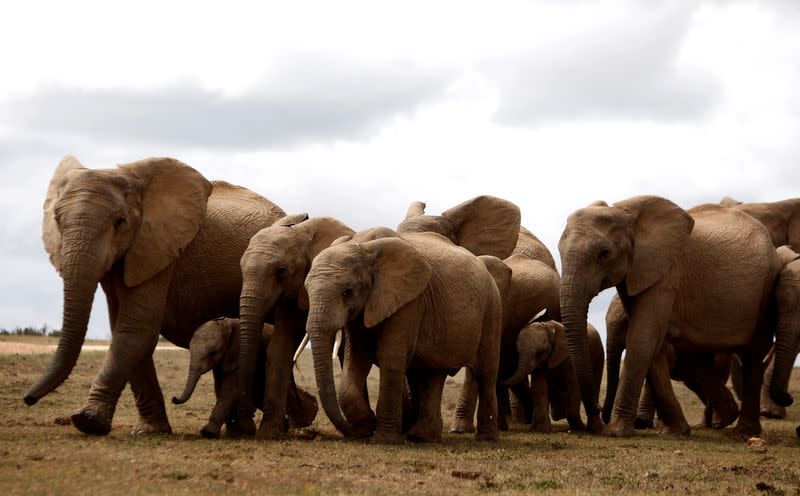 FILE PHOTO: A herd of elephants is seen at Addo Elephant National Park outside Port Elizabeth