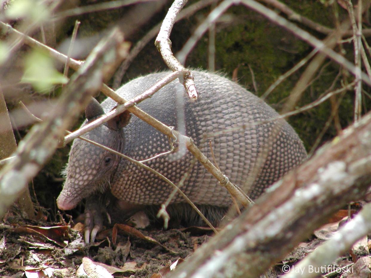 The nine-banded armadillo is increasingly being spotted in North Carolina as it expands its range northward from other Southern states.