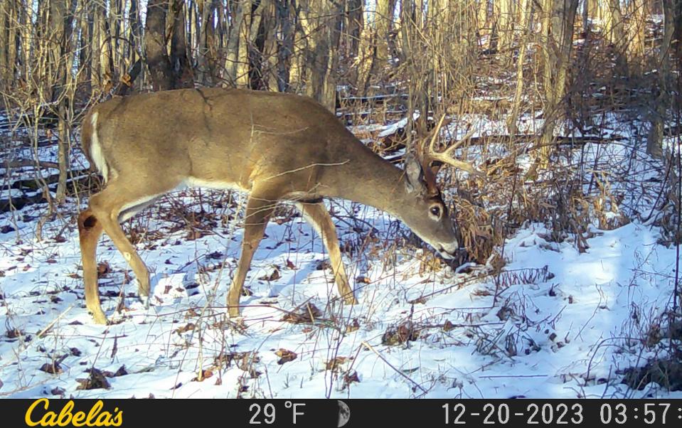 A buck sneaks through the woods Dec. 20 in Somerset County. The Pennsylvania Game Commission realized a slight increase in overall hunting licenses for the first six months of the 2023-24 hunting year.