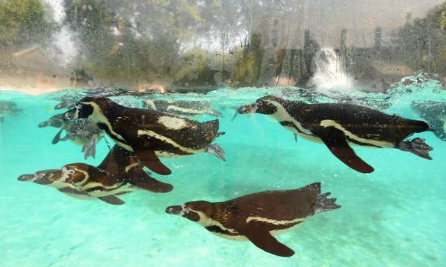 Penguins at a zoo