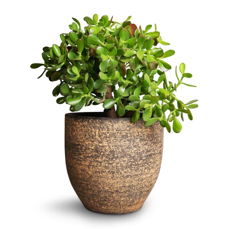 Jade Plant in a brown pot