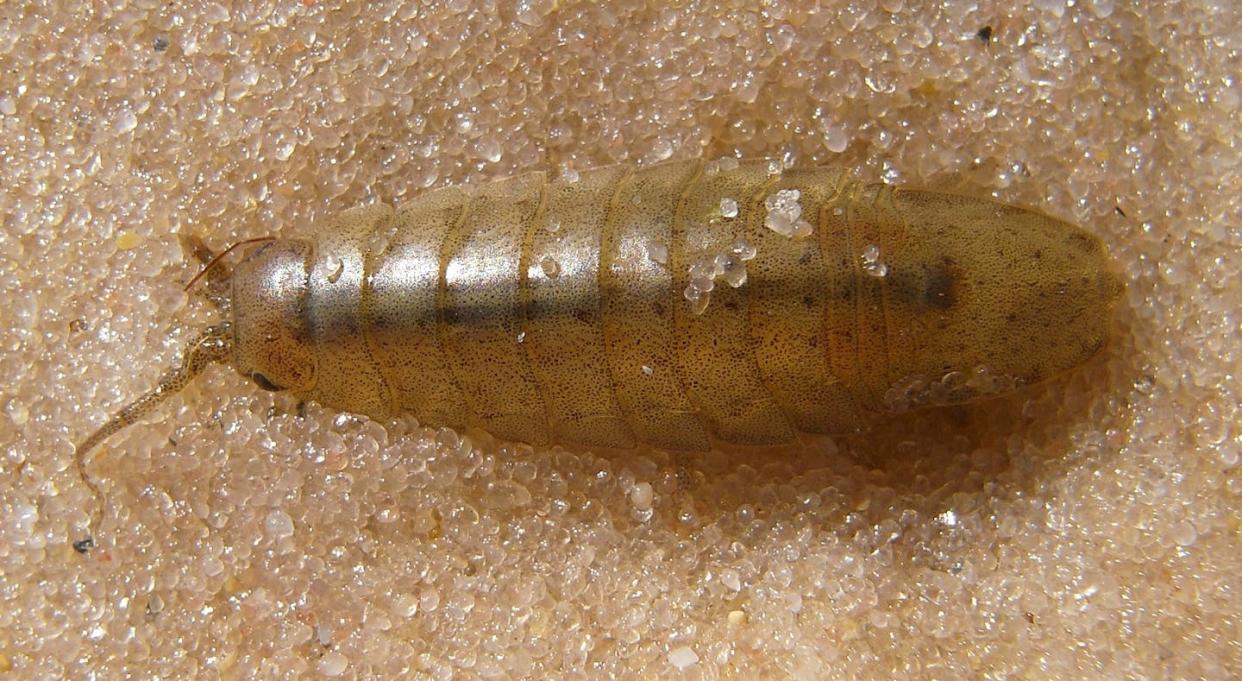 Un alga roja, la _Gracilaria gracilis_, debe su fecundación a la ayuda del crustáceo _Idotea balthica_, en la imagen, que hace el papel de abeja submarina. <a href="https://commons.wikimedia.org/wiki/File:Unbestimmtes_Krustentier_1.jpg" rel="nofollow noopener" target="_blank" data-ylk="slk:Wikimedia Commons / Denis Barthel;elm:context_link;itc:0;sec:content-canvas" class="link ">Wikimedia Commons / Denis Barthel</a>, <a href="http://creativecommons.org/licenses/by-sa/4.0/" rel="nofollow noopener" target="_blank" data-ylk="slk:CC BY-SA;elm:context_link;itc:0;sec:content-canvas" class="link ">CC BY-SA</a>