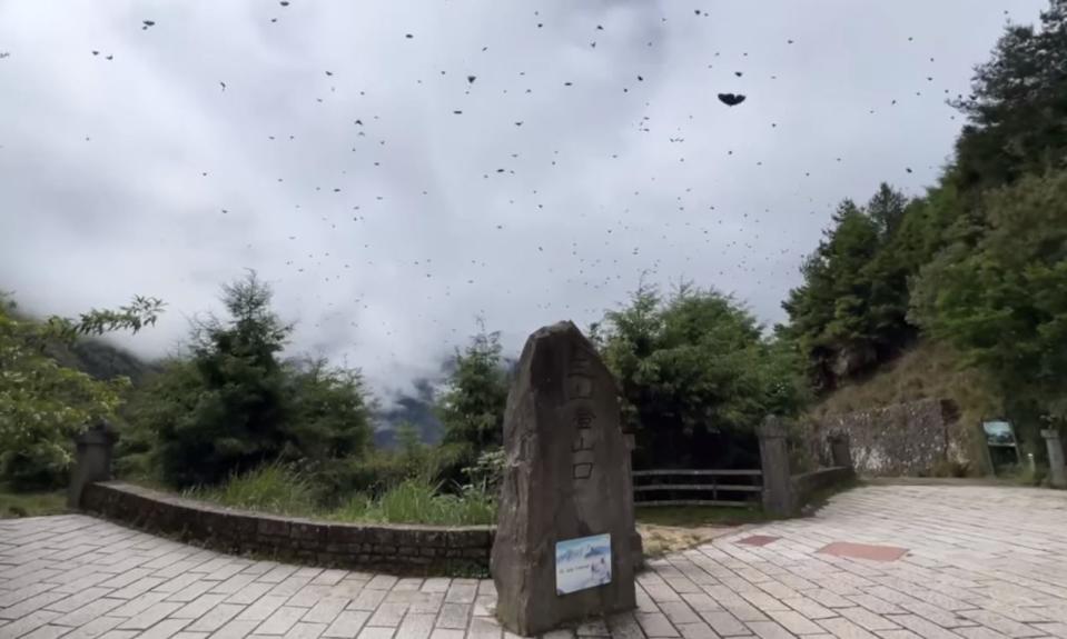 玉山登山口的「蝶道奇觀」。（翻攝玉山國家公園臉書）