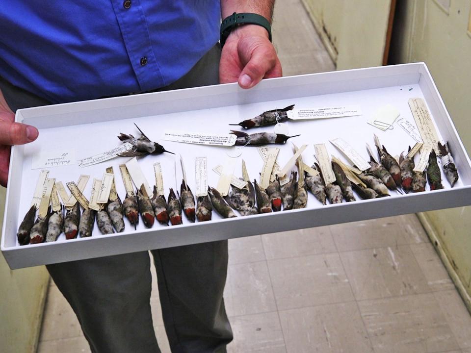 A drawer of ruby-throated hummingbirds.