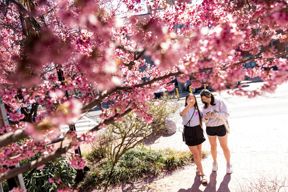 Isabelle Sohn, right, and Elaine Zhang, left, admire cherry blossoms in a neighborhood in Washington, Friday, March 11, 2022. The National Cherry Blossom Festival is returning with all its pageantry, hailed by organizers as the unofficial start of Washington’s re-emergence from the two years of pandemic lockdown. The iconic trees are predicted to reach peak bloom between March 22 and March 25, with a month of events and celebrations running from March 20 through April 17. (AP Photo/Andrew Harnik)