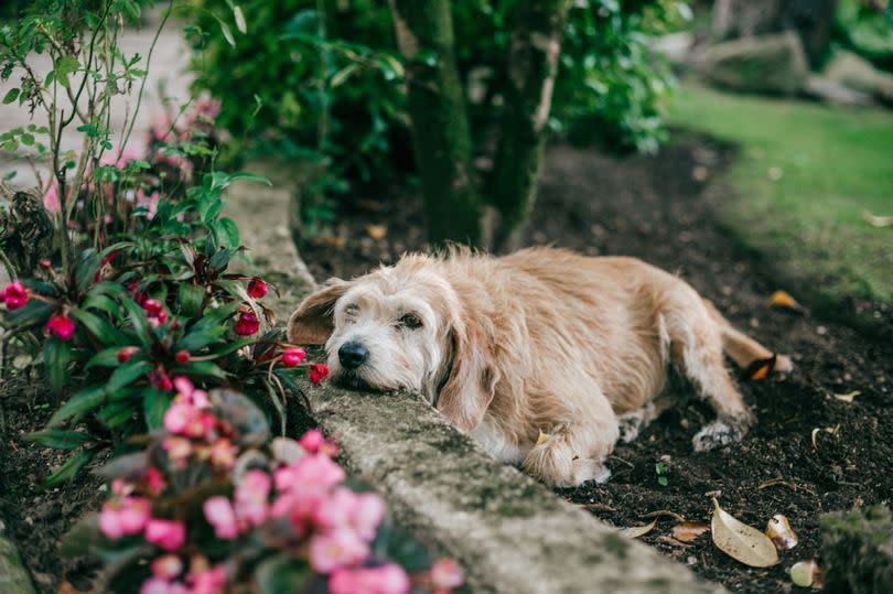 dog in garden