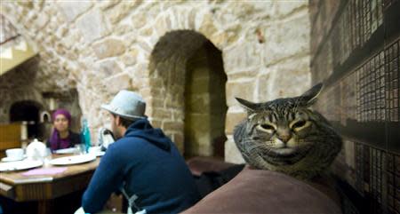 Customers enjoy a beverage as a cat relaxes on an armchair at the "Cafe des Chats" several days before its inauguration in Paris September 16, 2013. REUTERS/Gonzalo Fuentes