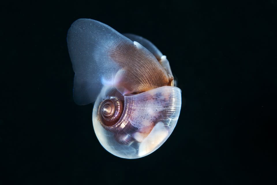 A sea butterfly, one of the types of zooplankton most affected by ocean acidification (Alexander Semenov / Getty)