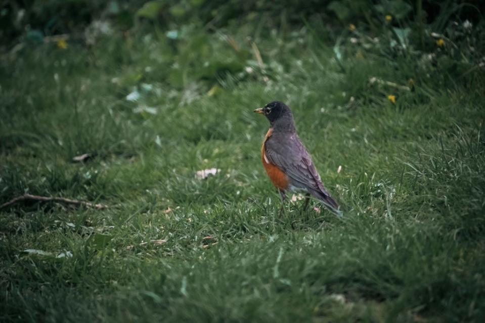 DiMarino spotted an American Robin bird standing in the grass at Prospect Park, near Audubon center, Brooklyn last Sunday. Stefano Giovannini