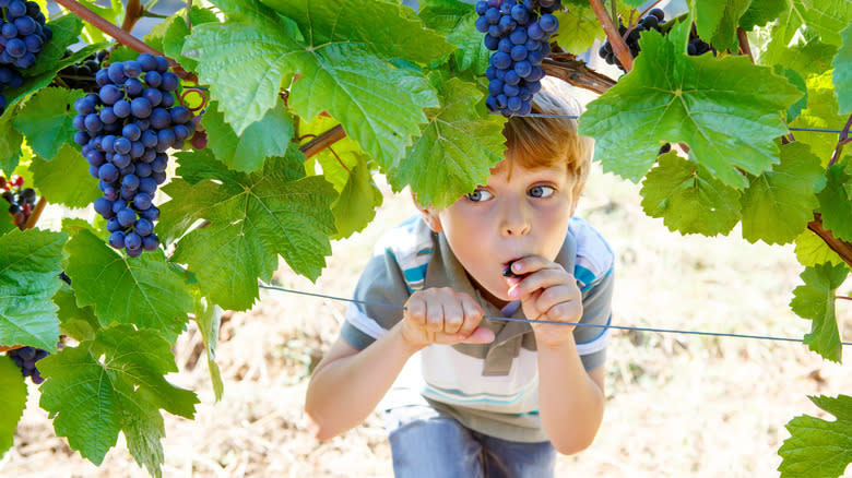 Child playing in a vineyard