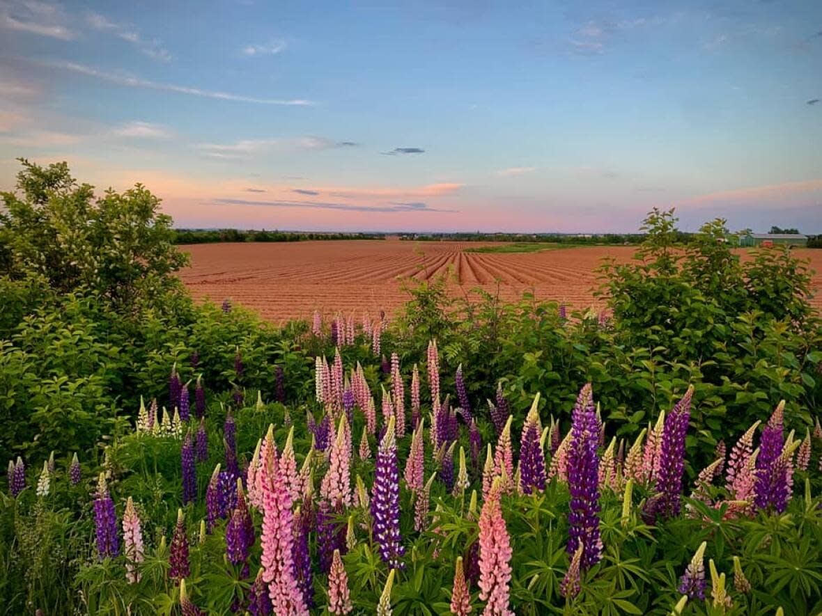 Tracy Adams snapped this sunset shot of lupins on the Dekker Road in St. Eleanor’s. (Tracy Adams - image credit)