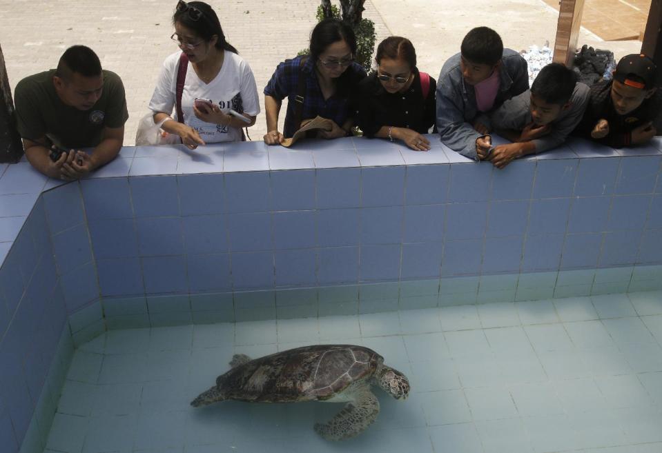 In this Friday, March 3, 2017 photo, people watch the female green green turtle nicknamed "Bank" swim in a pool at Sea Turtle Conservation Center n Chonburi Province, Thailand. Veterinarians operated Monday, March 6, 2017, on "Bank," removing less than 1,000 coins from the endangered animal. Her indigestible diet was a result of many tourists seeking good fortune tossing coins into her pool over many years in the eastern town of Sri Racha. (AP Photo/Sakchai Lalit)