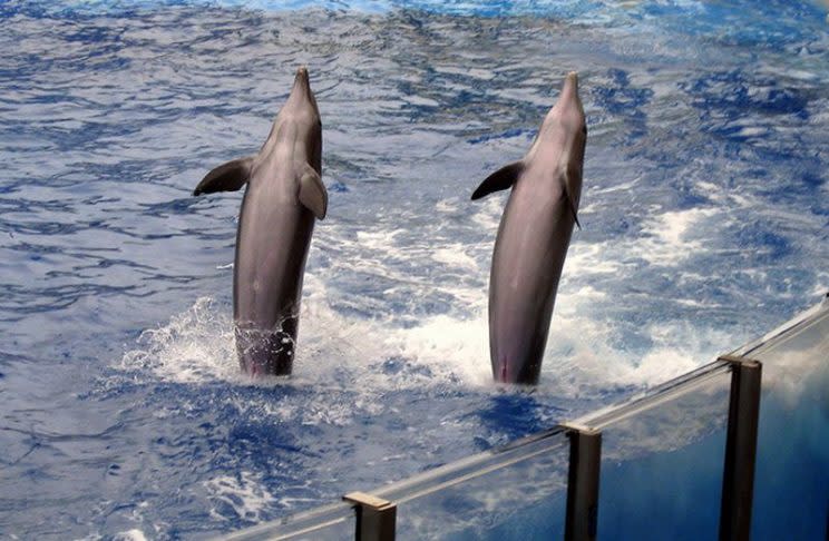 Delfines realizando el “tailwalk” en un acuario
