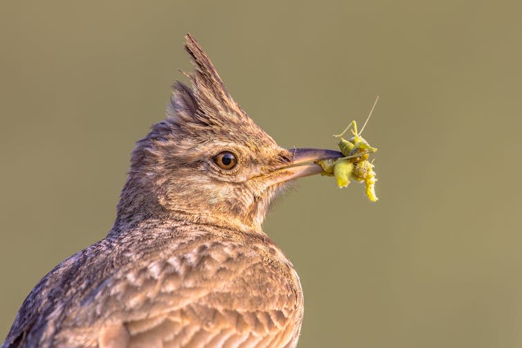 A bird with a beak full of insect prey.