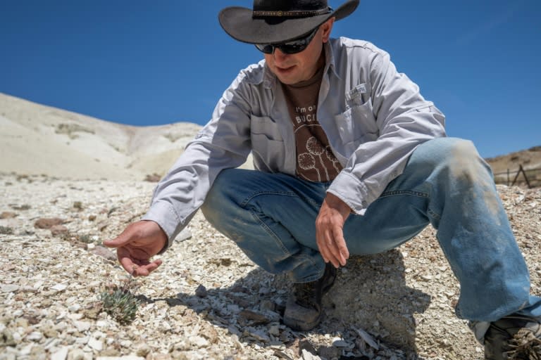 Patrick Donnelly, membre de l'ONG américaine Center for Biodiversity, examine un spécimen de "Tiehm's buckwheat", une fleur unique au monde et menacée par un projet de mine de lithium, sur le site de Rhyolite Ridge, dans le Nevada (Robyn Beck)