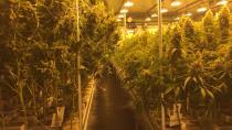 Markham medical marijuana company bracing for legalization boom