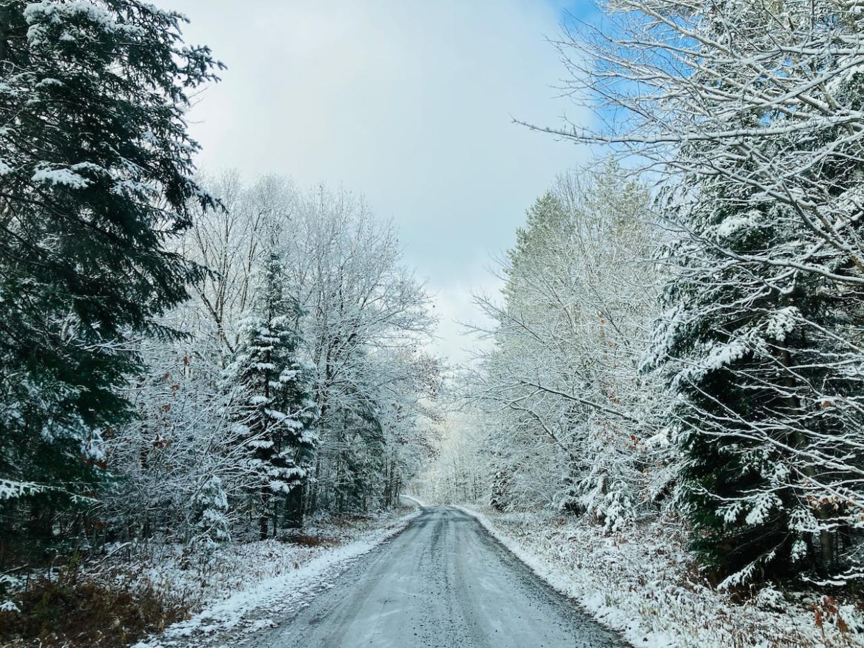 Every Jan. 1, Ontario Parks encourages Ontarians to get out to local provincial parks in the name of physical and mental health.  (James Chaarani/CBC - image credit)