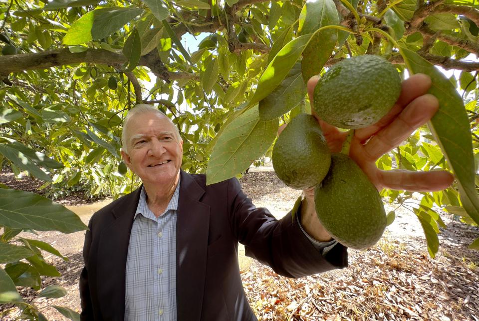 Lee Cole, the returning CEO of Santa Paula-based Calavo Growers, picks an avocado on Thursday.
