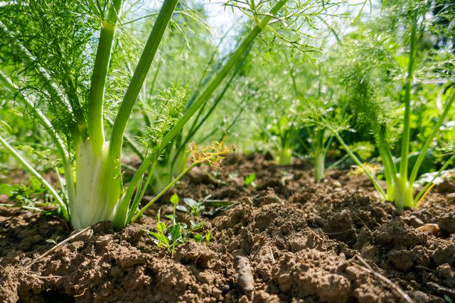 <p>dagut / Getty Images</p> Fennel is not a good companion for any garden crop