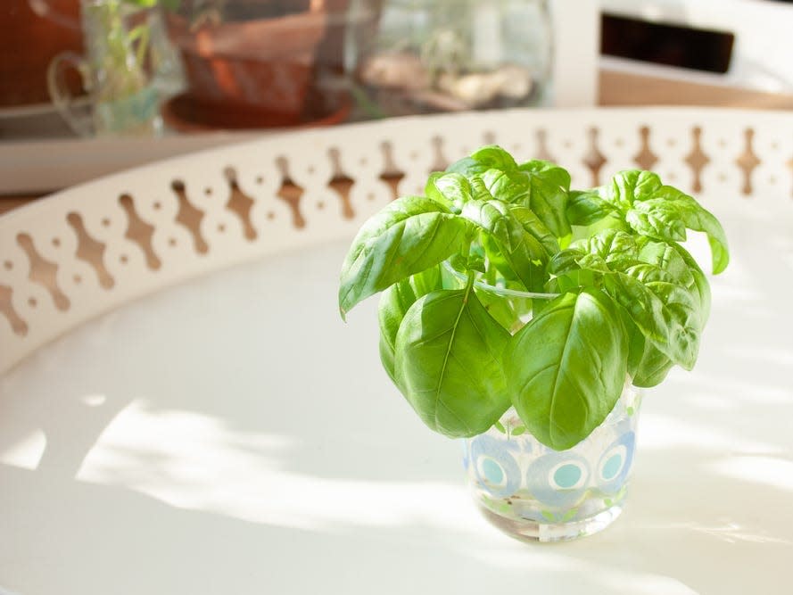 basil in a jar