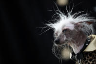 <p>A Chinese Crested dog named Rascal Deux shows off his gravity-defying hairstyle. (Justin Sullivan/Getty Images)</p>