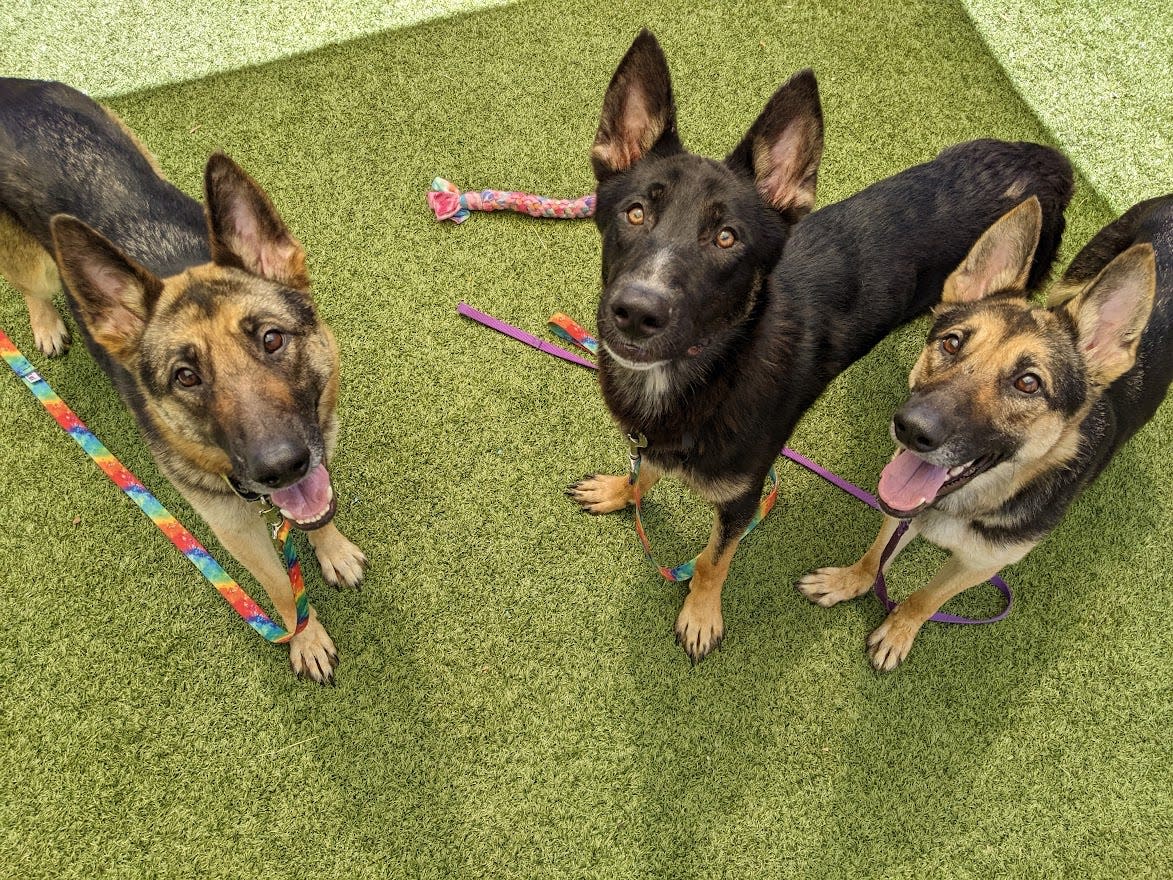 Three of six German Shepherds available for adoption at Greenhill Humane Society.