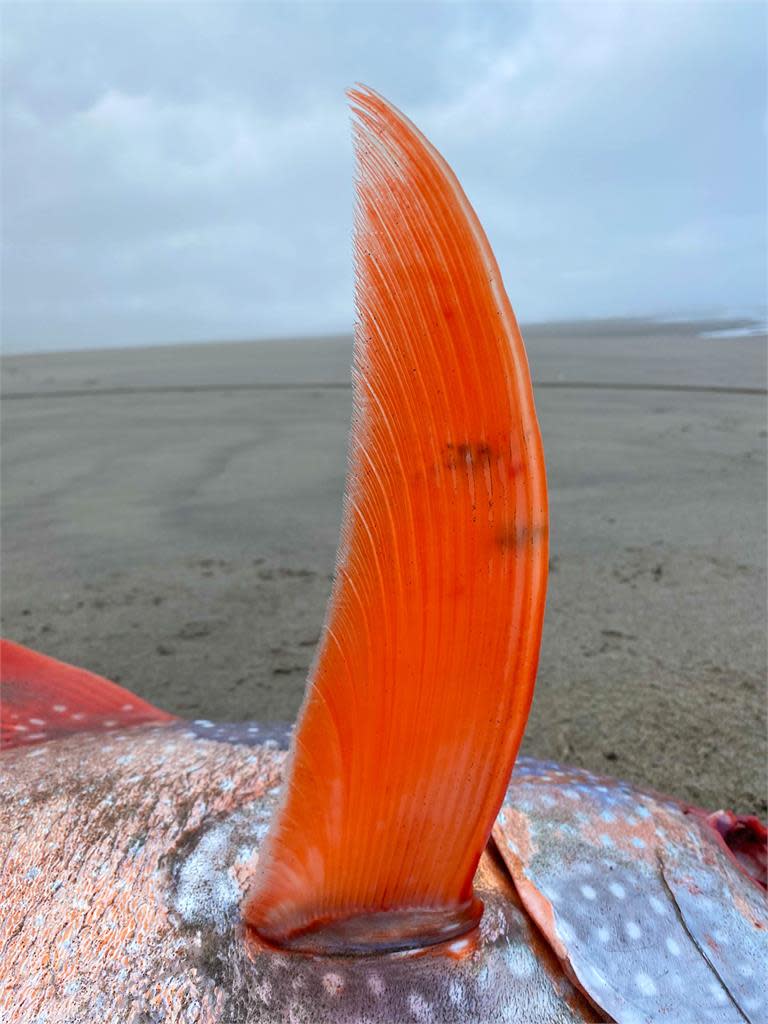 美麗的悲劇！熱帶水域「月魚」擱淺北美海岸　專家：恐全球暖化造成