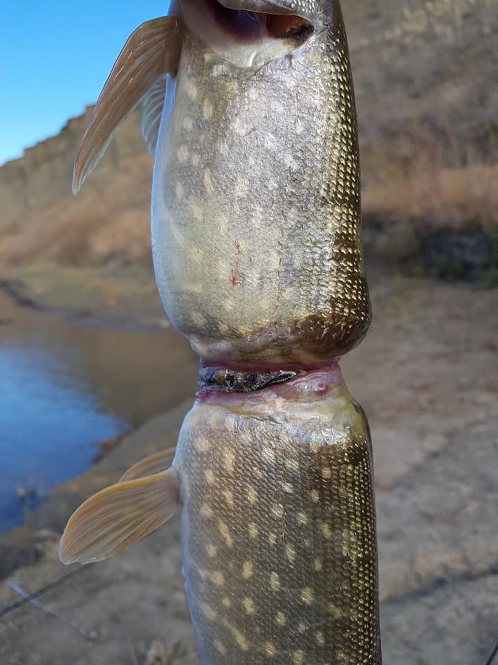 fThe wrapper was coiled around the middle of the fish (Picture: Adam Turnbull/Facebook)