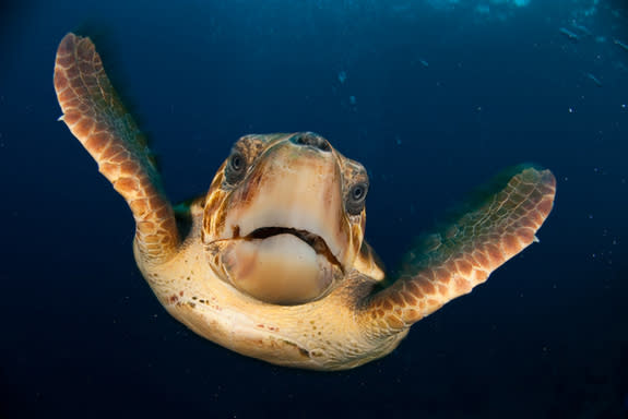 A loggerhead in the Atlantic Ocean greets the camera.