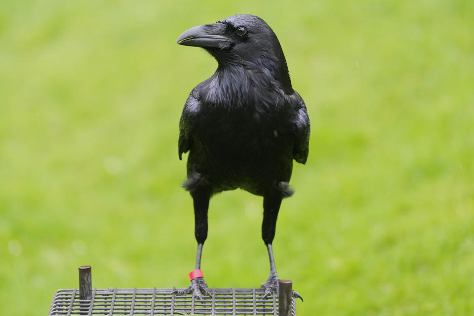 A raven sits on a perch at The Tower of London in London, Thursday, Feb. 29, 2024. If legend is to be believed, Barney Chandler has just got the most important job in England. Chandler is the newly appointed ravenmaster at the Tower of London. He's responsible for looking after the feathered protectors of the 1,000-year-old fortress. (AP Photo/Kirsty Wigglesworth)