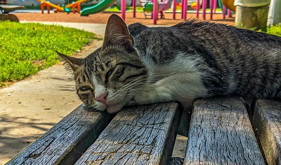 Close up of a cat sleeping on a park bench in Istanbul, Turkiye. 