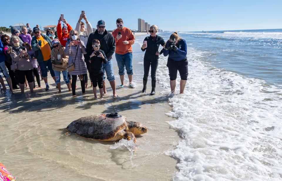 Gulf World Marine Institute released a more than 200 pound loggerhead sea turtle back into the Gulf of Mexico on Tuesday. The turtle, nicknamed Leo, was found in October "floating and lethargic" near beach access 24 in Panama City Beach.