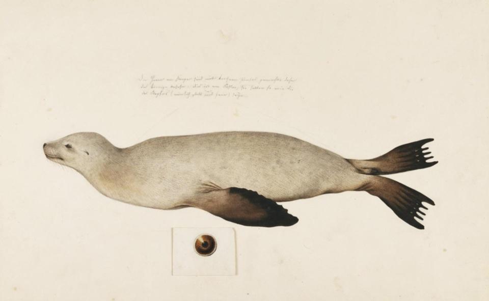 Naturalis_Biodiversity_Center_ _RMNH.ART.862_ _Zalophus_californianus_japonicus_ _Kawahara_Keiga_ _1823_ _1829_ _Siebold_Collection_ _pencil_drawing_ _water_colour