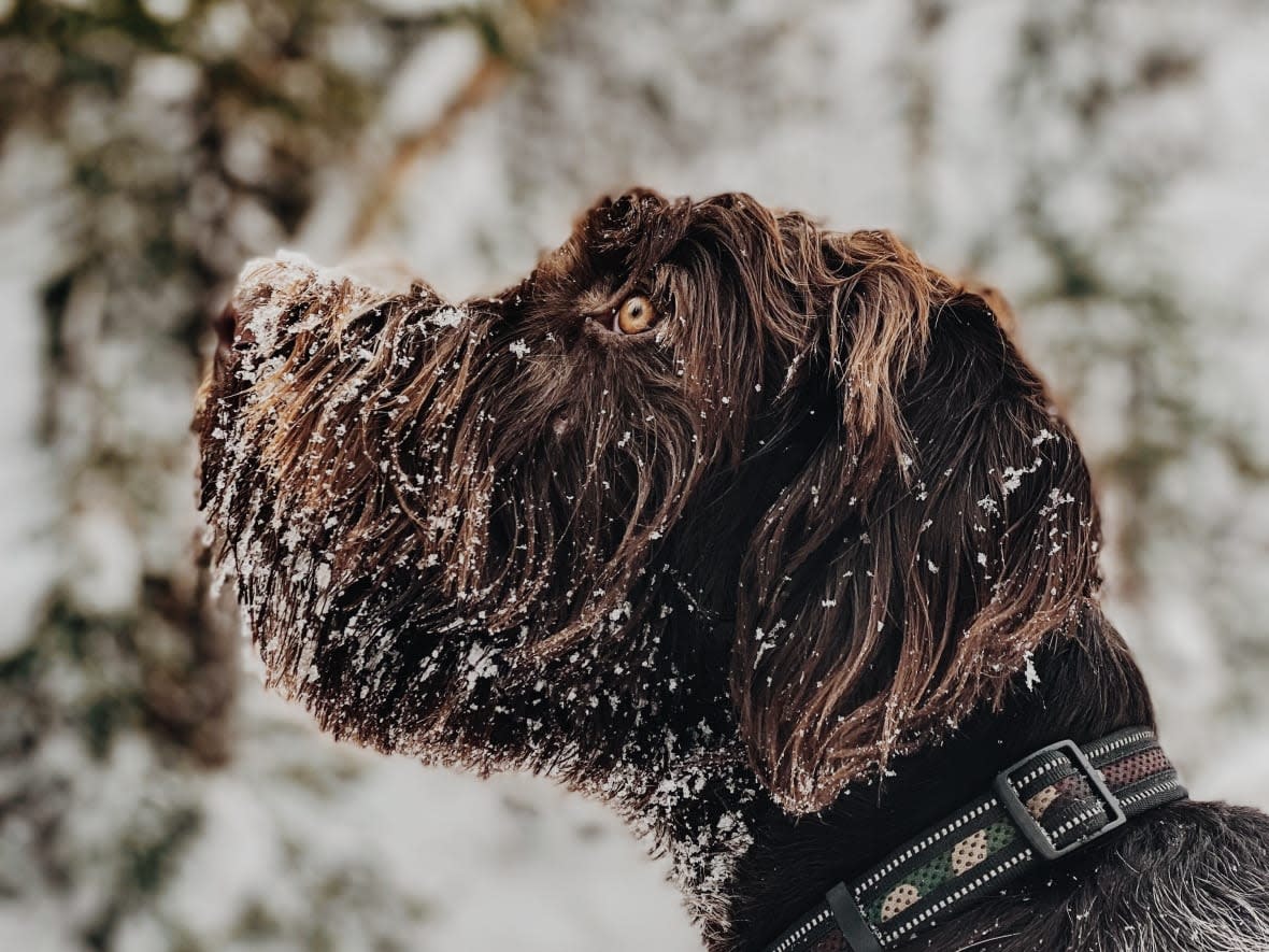 Bud, a nine-month-old wirehaired griffon, enjoys the snow in Labrador City. (Dominque Andrews - image credit)