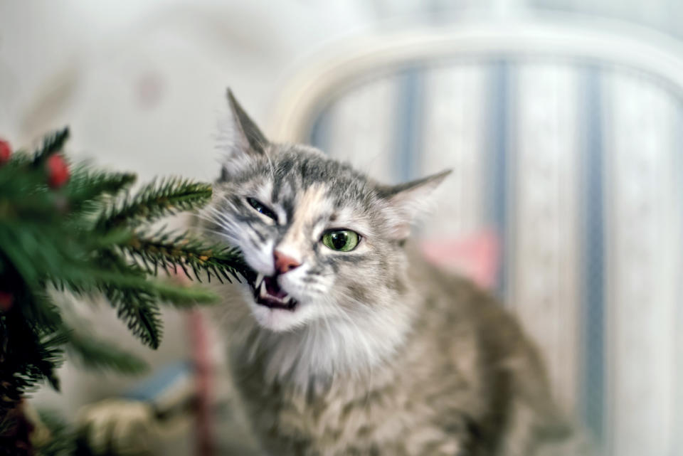 Weihnachtsbäume können für Haustiere durchaus gefährlich sein. (Symbolbild: Getty Images)